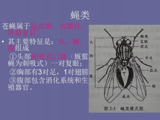 苍蝇的诀窍故事主要内容？飞瑞斯-图2