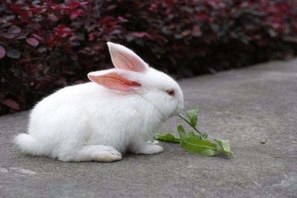 小白兔和爱死小白兔哪个好？爱死小白兔