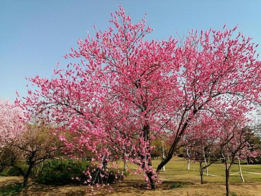 春天,花园里开满了桃花、杏花、荷花、菊花。(修改病句)？知识花园-图2