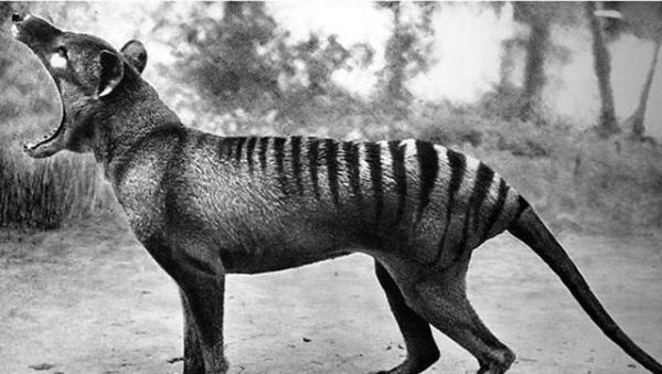 塔斯马尼亚虎在几几年灭绝？塔斯马尼亚虎