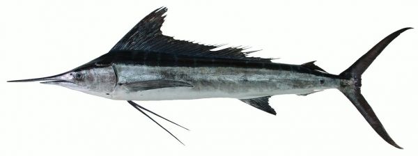 ailfish是什么牌的轮胎？sailfish