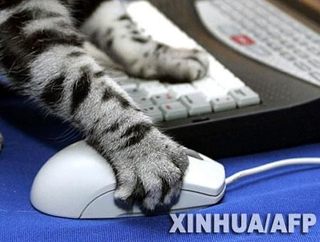 电子猫多少钱一只？（是捉老鼠的的那种）？电子猫-图1