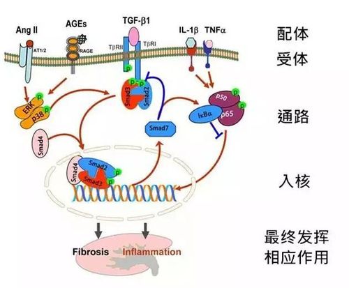 什么是透明的传输通路（透明传输的条件）