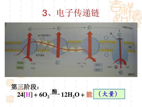 传输链设计（链传递的一般步骤）