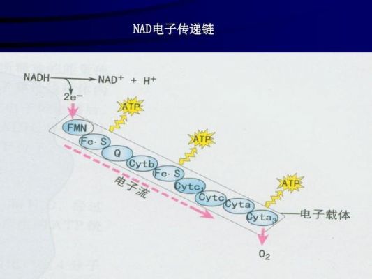 电子传输的速度（电子传输的速度是多少）-图2