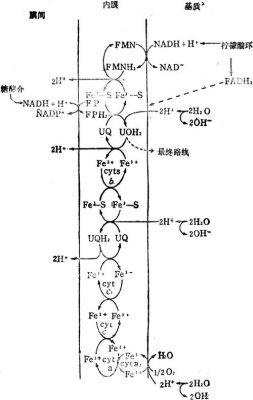 电子传输机理（电子传输机理有哪些）-图2