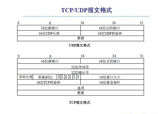 豹文传输（豹文图片）-图2