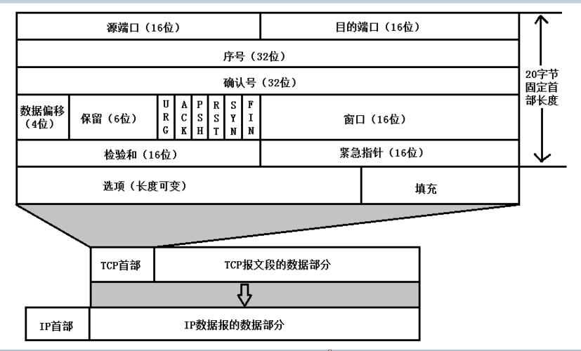 豹文传输（豹文图片）-图3