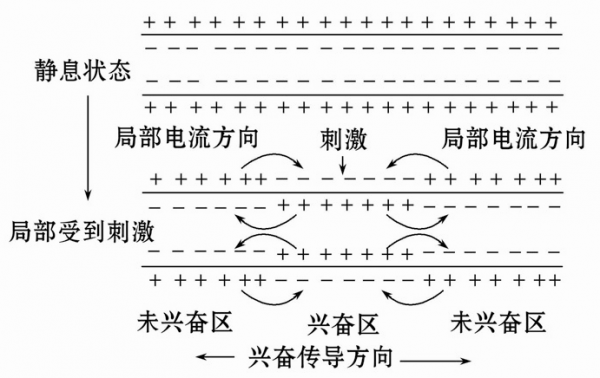 电流的传输是因电子（电流的传输是因电子传输吗）-图3